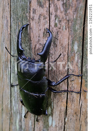 巴拉望島巨型鍬蟲 116221951