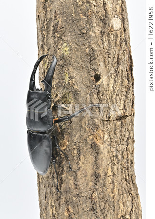 巴拉望島巨型鍬蟲 116221958