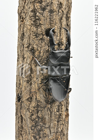 Palawan giant stag beetle Palawan giant stag beetle 116221962
