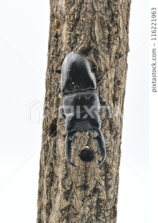 Palawan giant stag beetle Palawan giant stag beetle 116221963