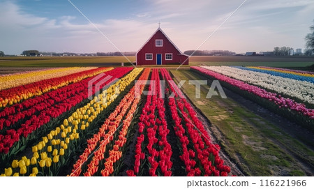 Red barn standing in middle of colorful blooming tulip field in netherlands Red barn standing in middle of colorful blooming tulip field in netherlands 116221966