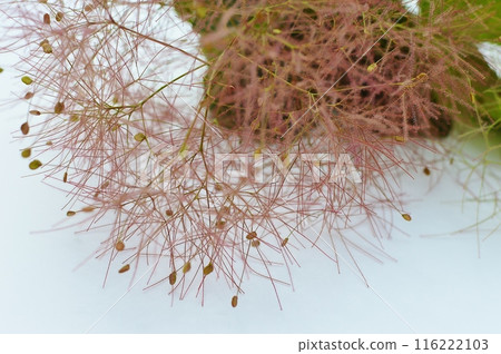 Smoky flower spikes of smoke tree Smoky flower spikes of smoke tree 116222103