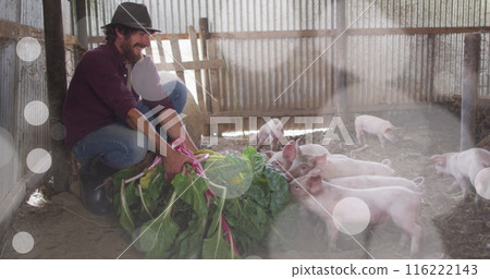 Image of caucasian man feeding pigs with leafy greens, smiling and wearing hat in a barn 116222143