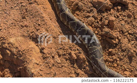 Overhead view of a rattlesnake on a dirt path in the wild Overhead view of a rattlesnake on a dirt path in the wild 116222175