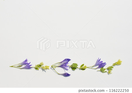 Purple Triteria and Lotus Brimstone lines Purple Triteria and Lotus Brimstone lines 116222250