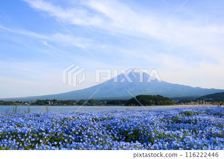 富士山和藍花粉蝶 116222446