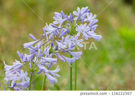 百子蓮盛開 01 116222567