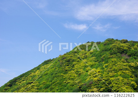 Image of fresh green mountain 116222625