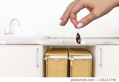 Female hand holding big dead cockroach over blurred background of laundry room with sink. Concept of pest control Female hand holding big dead cockroach over blurred background of laundry room with sink. Concept of pest control 116222740