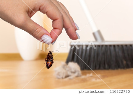 Hand holding dead cockroach with background of brush cleaning a wooden floor Hand holding dead cockroach with background of brush cleaning a wooden floor 116222750