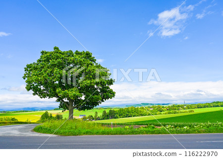 北海道上川郡美瑛町的山景 116222970