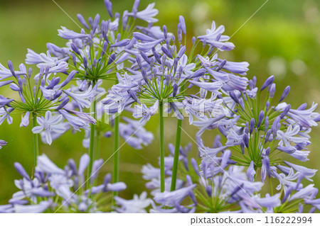 百子蓮盛開 02 116222994