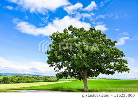 Hill scenery in Biei, Kamikawa District, Hokkaido 116223000
