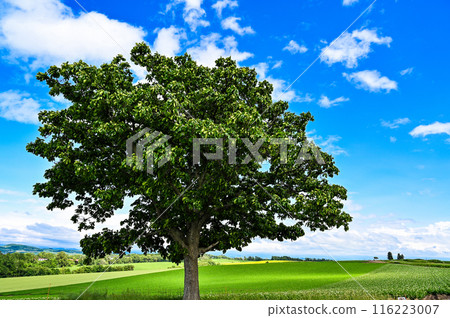 Hill scenery in Biei, Kamikawa District, Hokkaido 116223007