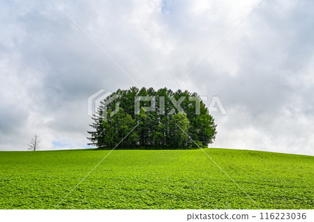 Hill scenery in Biei, Kamikawa District, Hokkaido 116223036