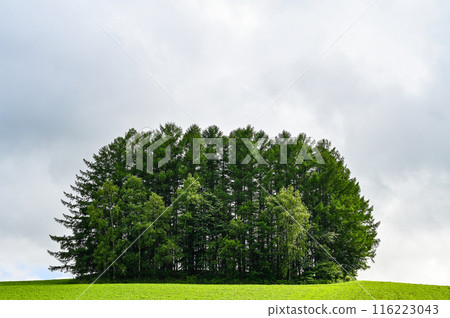 Hill scenery in Biei, Kamikawa District, Hokkaido 116223043