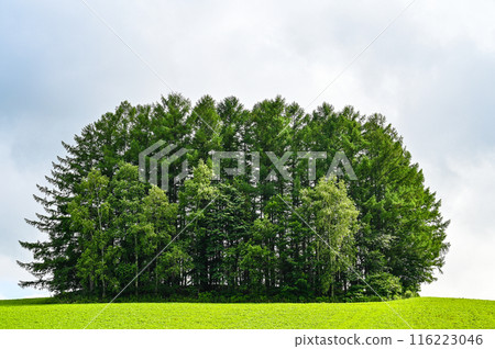 Hill scenery in Biei, Kamikawa District, Hokkaido 116223046