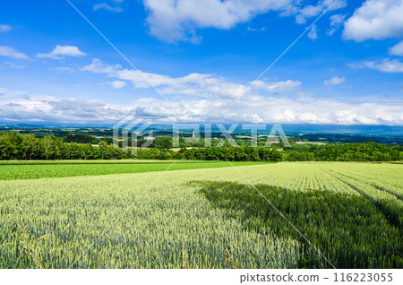 北海道上川郡美瑛町的山景 116223055