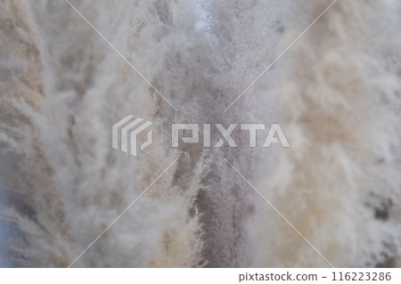 Dried reed grass. wind at frozen lake. Natural background. Cold weather and moody atmosphere 116223286