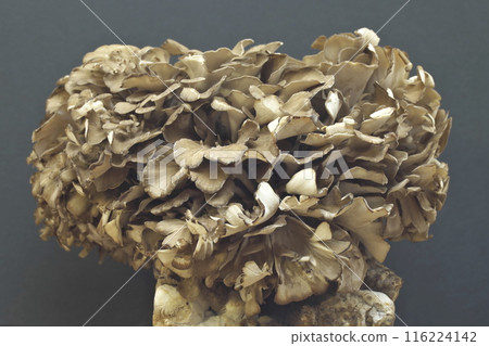 Close-up of Maitake mushrooms 116224142