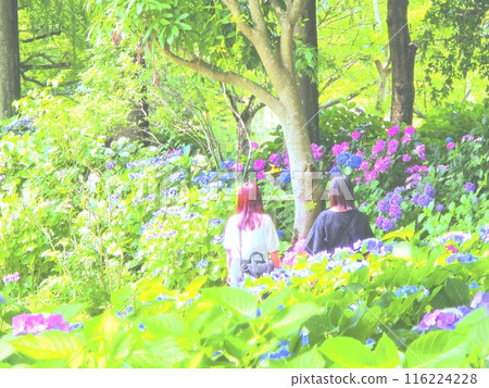 Two women standing on a promenade surrounded by blooming hydrangeas 116224228