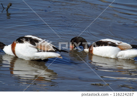Arao City Coast: Common Shelduck, 116224287