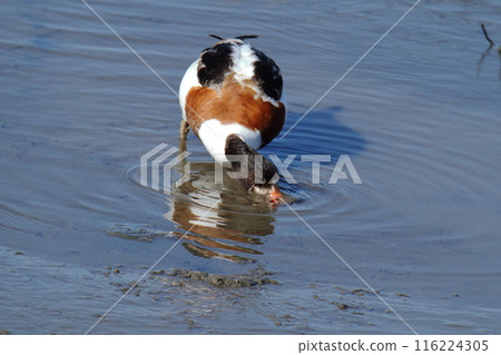 荒尾市海岸小鴨子， 116224305