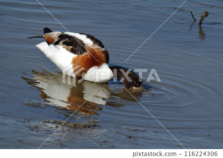 荒尾市海岸小鴨子， 116224306