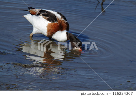 荒尾市海岸小鴨子, 荒尾市海岸小鴨子, 116224307