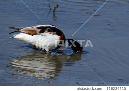 Arao City Coast: Common Shelduck, 116224310