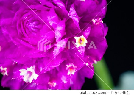 Small flowers of Celadon globulus wrapped in bracts Small flowers of Celadon globulus wrapped in bracts 116224643