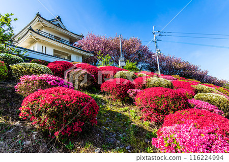 Azaleas at Hizen Inuyama Castle [Shiraishi Town, Kishima District, Saga Prefecture] 116224994