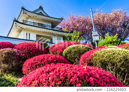 Azaleas at Hizen Inuyama Castle [Shiraishi Town, Kishima District, Saga Prefecture] 116225003