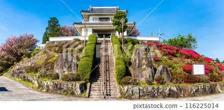Panorama of azaleas at Hizen Inuyama Castle [Shiraishi Town, Kishima District, Saga Prefecture] 116225014