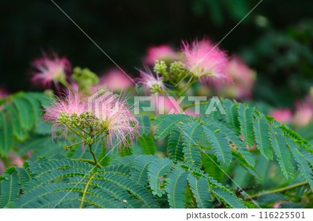 里山盛開的可愛的睡蓮花 116225501