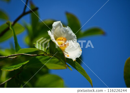 white summer camellia flowers white summer camellia flowers 116226244
