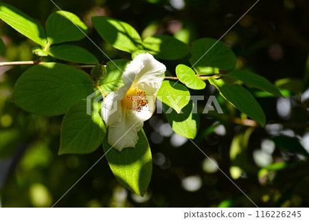 white summer camellia flowers white summer camellia flowers 116226245