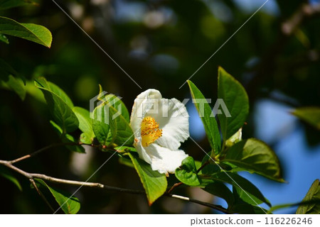 白色夏日山茶花 白色夏日山茶花 116226246