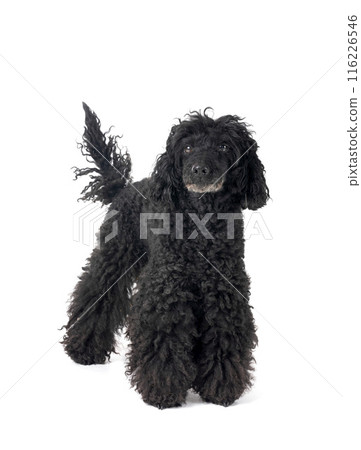 poodle in studio poodle in studio 116226546
