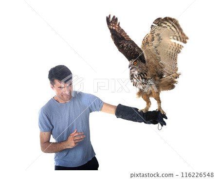 Eurasian eagle-owl in studio 116226548