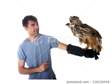 Eurasian eagle-owl in studio Eurasian eagle-owl in studio 116226549