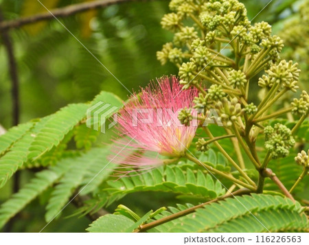 毛茸茸的花朵特寫 毛茸茸的花朵特寫 116226563