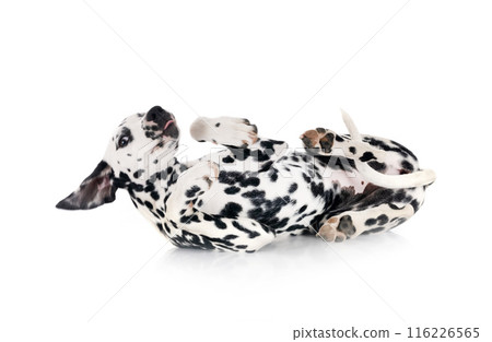 puppy dalmatian in studio puppy dalmatian in studio 116226565