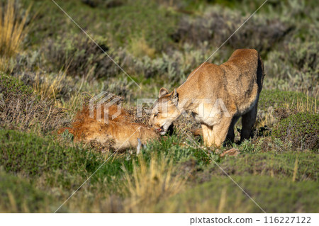 Puma stands chewing guanaco covered in grass Puma stands chewing guanaco covered in grass 116227122