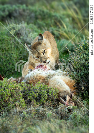 Puma stands chewing meat from guanaco carcase Puma stands chewing meat from guanaco carcase 116227125