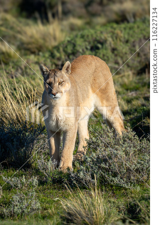 Puma stands in pre-Andean scrubland casting shadow Puma stands in pre-Andean scrubland casting shadow 116227134