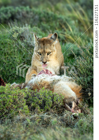 Puma stands licking guanaco carcase in bushes 116227151