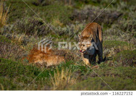 Puma stands licking lips by guanaco carcase Puma stands licking lips by guanaco carcase 116227152