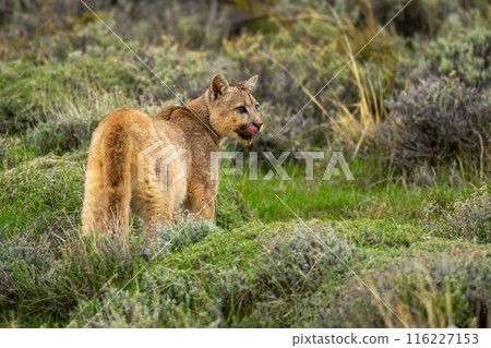 Puma stands licking lips in bushy scrubland Puma stands licking lips in bushy scrubland 116227153