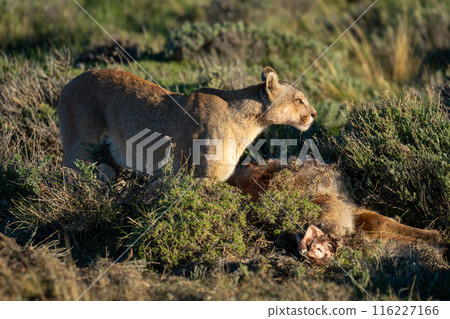 Puma stands over guanaco kill in sunshine 116227166